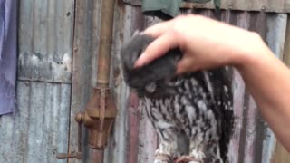 Owl makes crazy loud noises when being scratched