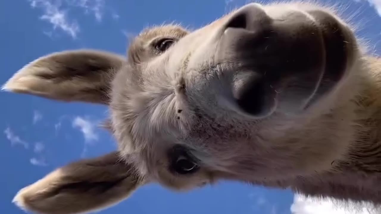 Send this to someone and say nothing