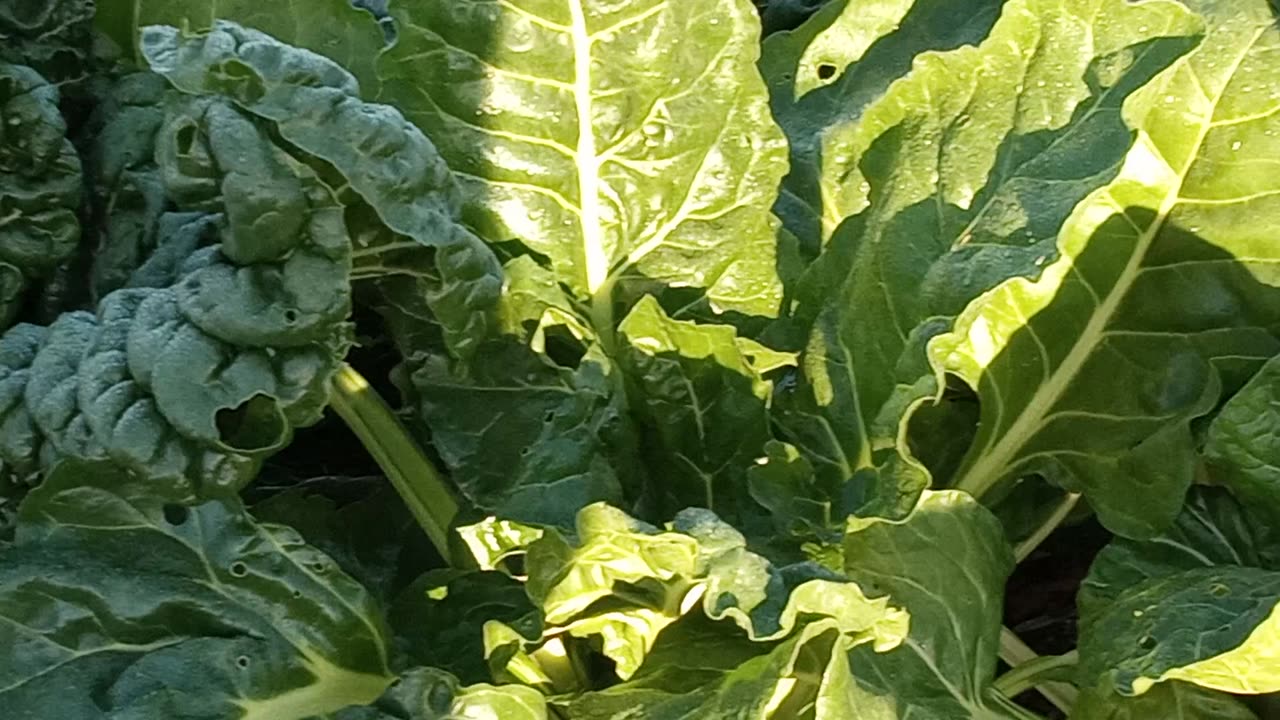 Swiss Chard Growing in woodchip - NO WATER ALL YEAR!