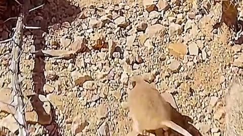 Clever mouse vs eagle