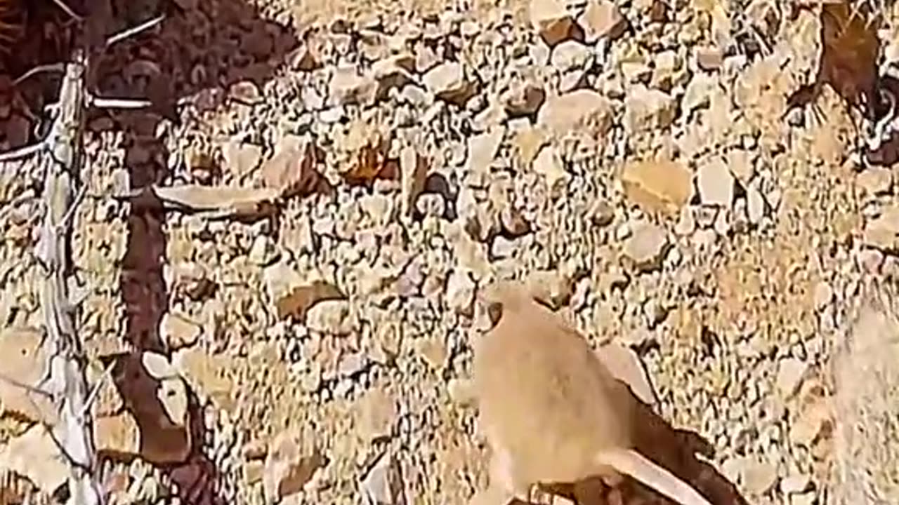 Clever mouse vs eagle