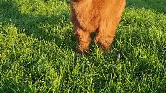 Daisy stealing the kisses