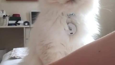 Cat touches owner, wants cuddle