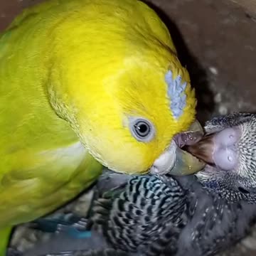 Parrot mother feeding