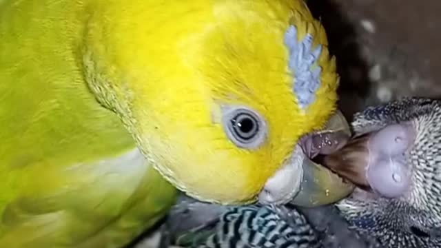 Parrot mother feeding