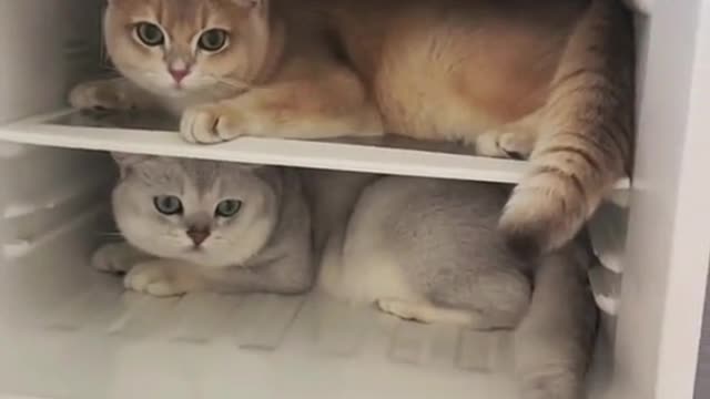 The cat in the fridge!#foryou#fyp#cat#cute#pet#capcut