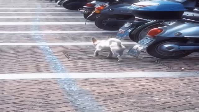 Funniest Videos 2022 😂 Funny Cats 🐱 and Dogs 🐶