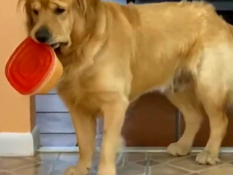 Beautifull Dog Cheating Video