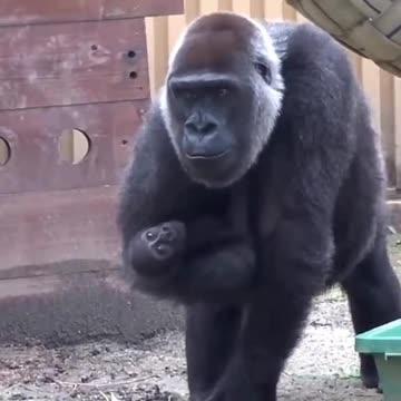 Funny Monkeys make me Happy