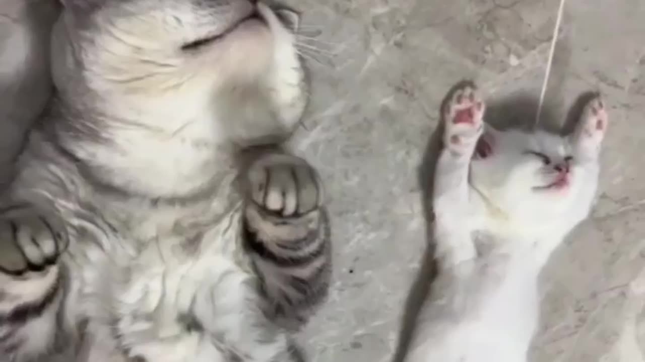 Two Cat Funny Moment