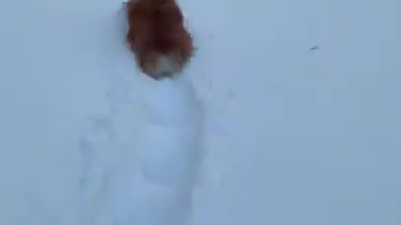 Happiest Dog Sees Snow For the First Time