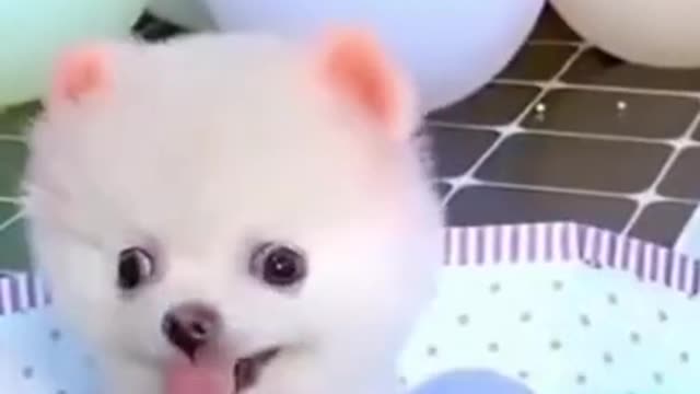 cute and funny pet videos/ cute dog videos/funny dog videos/