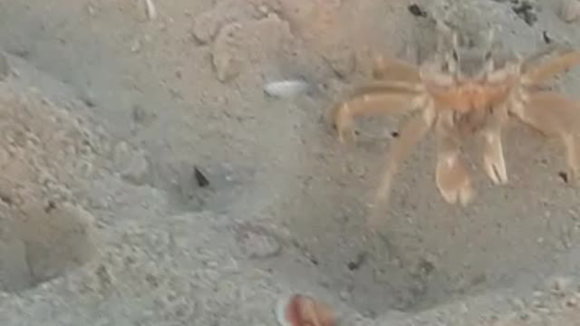 Watch the sea crab while it is on the sea shore