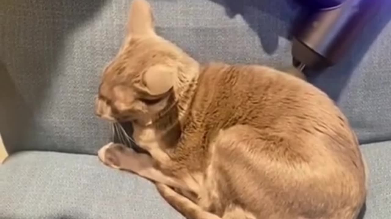 Cat mewow Funny video 🐈🤩🤣