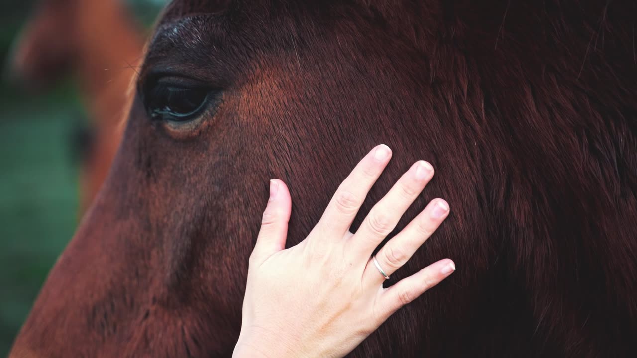 Beautiful horse 🐎🐴.no sound.