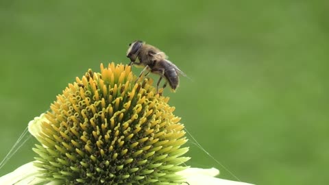 A bee observing a flower