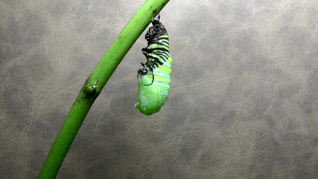 Monarch Butterfly Metamorphosis time-lapse FYV