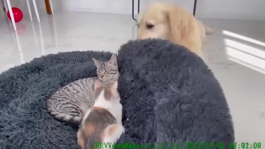 Golden Retriever Shocked by a Kittens occupying his bed!