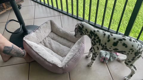 Mayka the Alien Dalmatian finds something afoot!