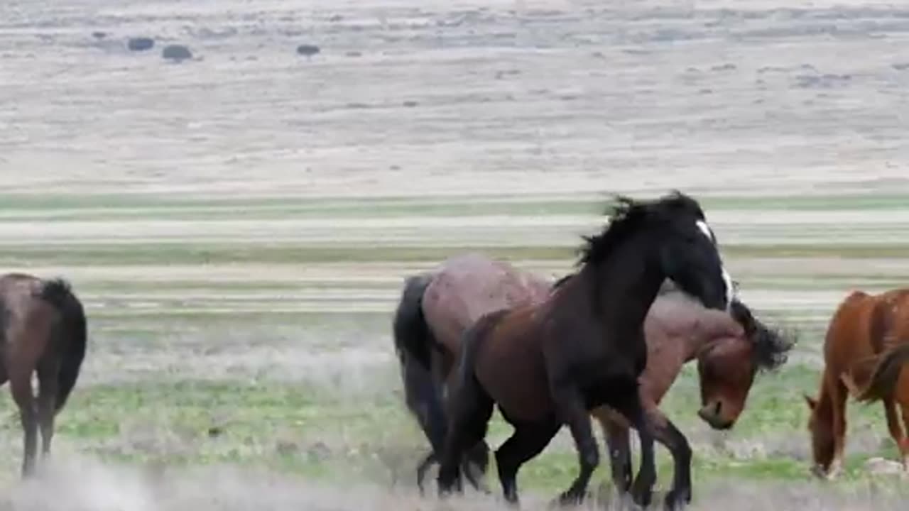 Beautiful horses nature videos