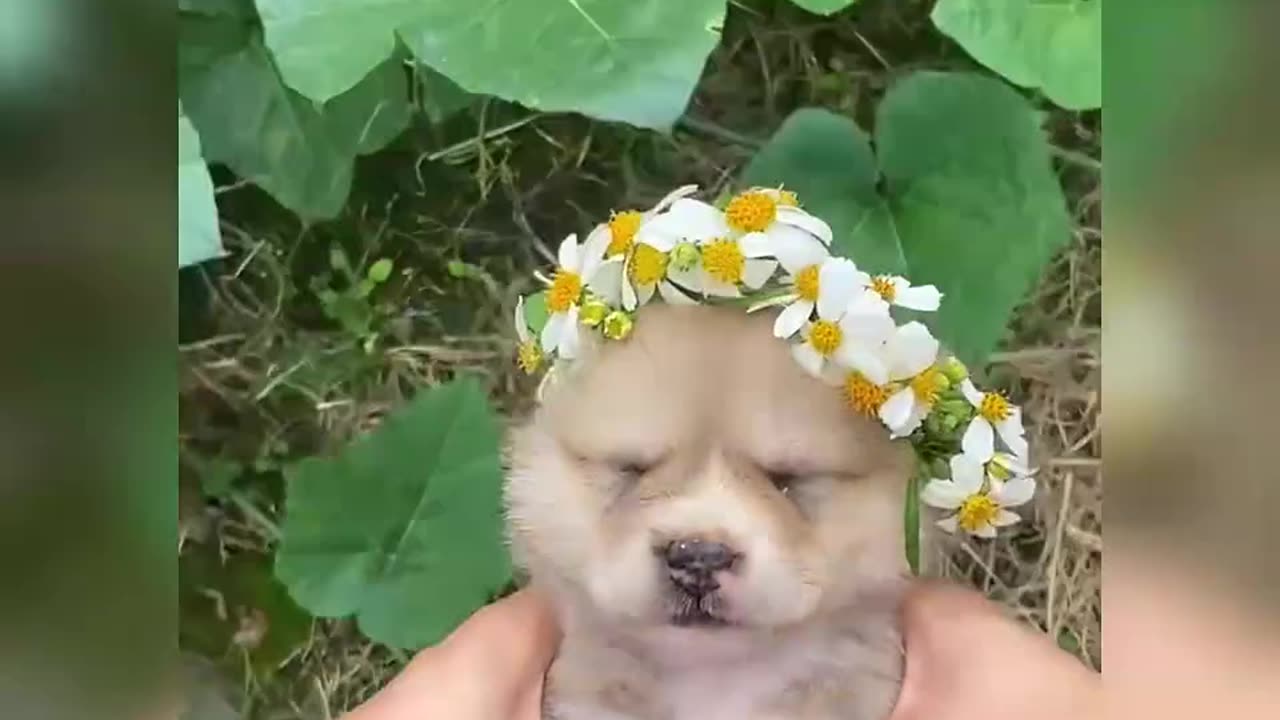 Cute dog