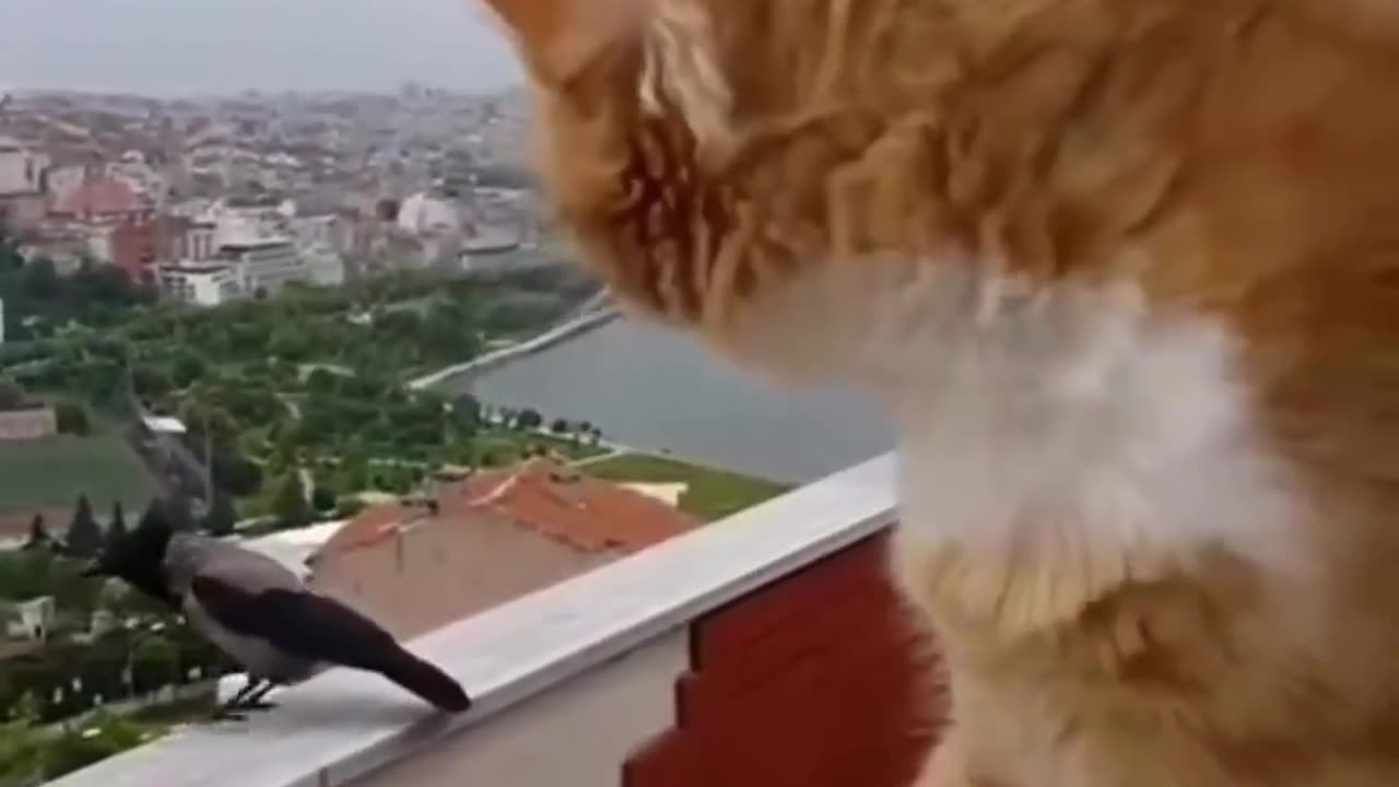 Cat doing the same