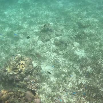 Snorkeling Adventures, Philippines. Amazing clear water, corals, and lots of fish.