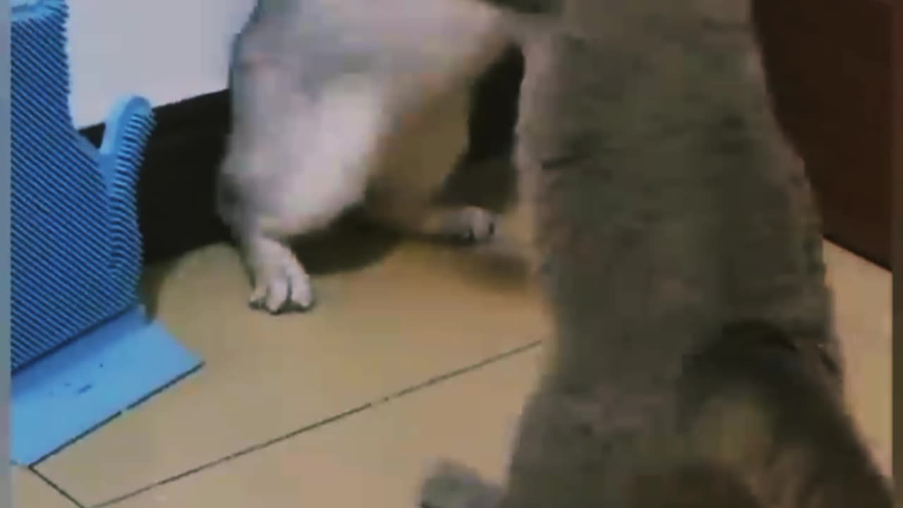 Cats fight very angry 😡