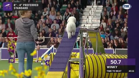 Watch 5 of the best WKC Dog Show moments to celebrate National Puppy Day | FOX SPORTS