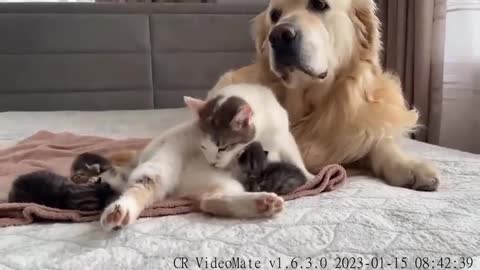 Golden Retriever Reacts to Mother Cat Feeding Baby Kittens