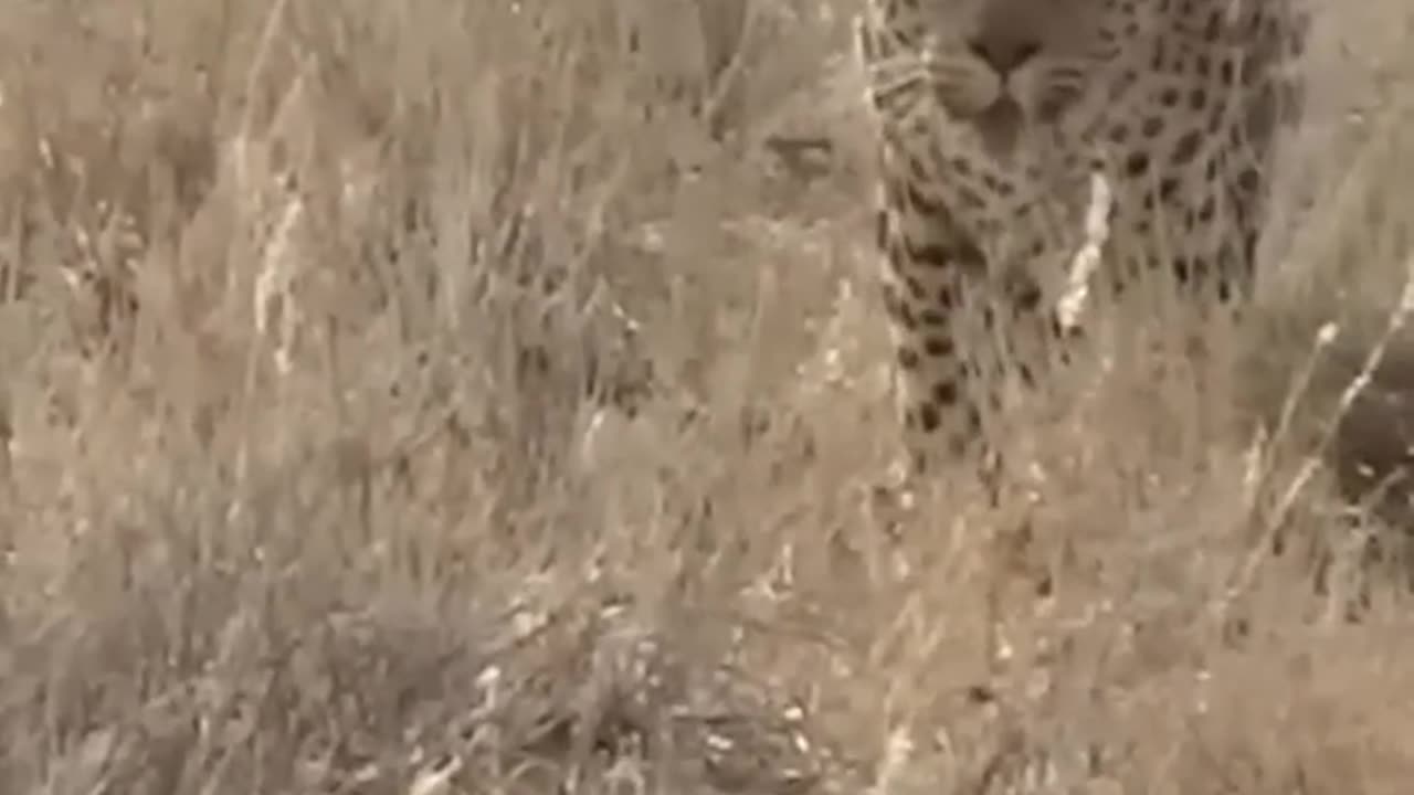 Hunter becomes Hunt 🐆