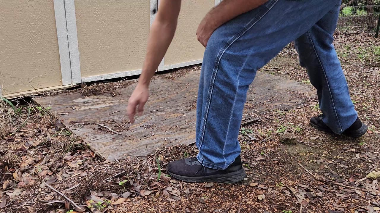 Splinter's Next Shed