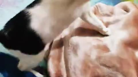 Fearless Mew cat __ Part-003 __ #funny #cat #shorts