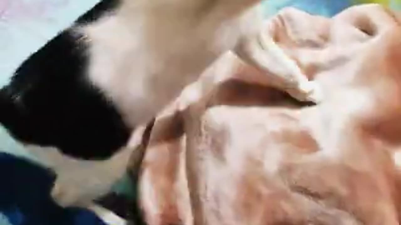 Fearless Mew cat __ Part-003 __ #funny #cat #shorts
