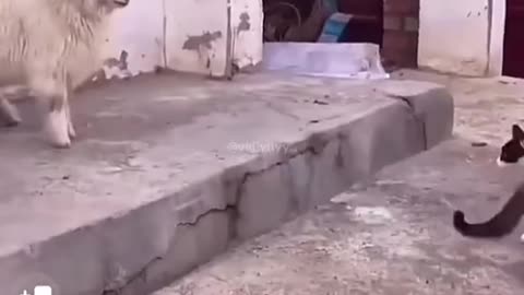 beware of cats 😁