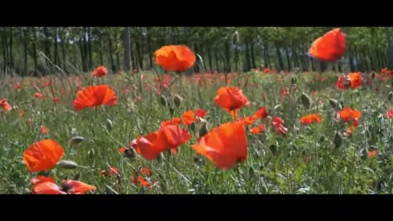 Papaver Rhoeas, Red Corn Poppy Flowers, Flanders Poppy