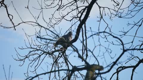 Dove Branch Sit Tree Sky Feather Plumage Bird
