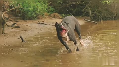 Two Dogs Playing In The River Water Pitbull Playing Dog Playing Two Dog Friends
