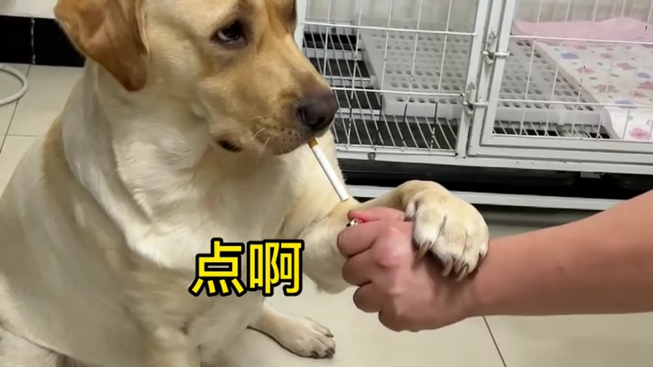 Funny video 🐕🐕