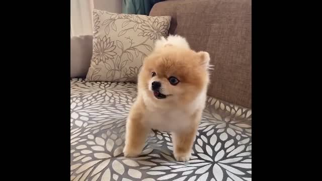 Funny and cute dog