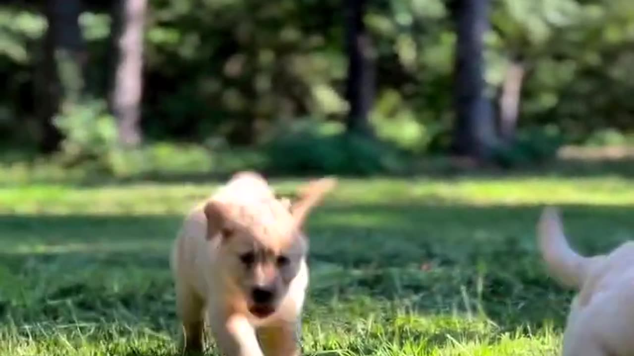 Puppy Sneak Attack!