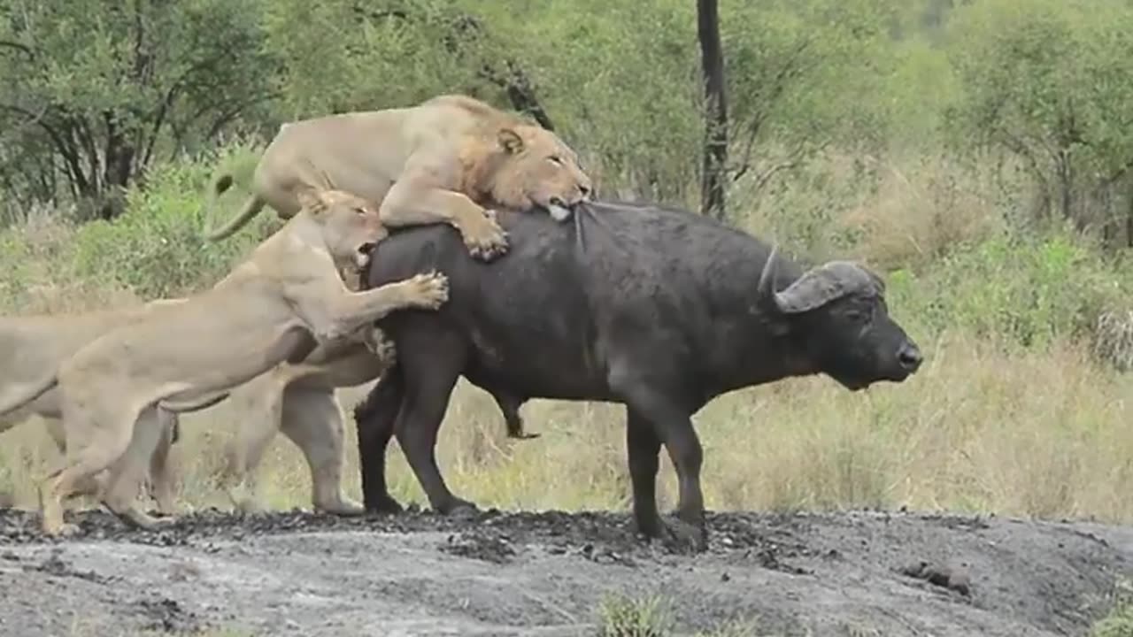 Lion 🦁 attack 🐃 buffalo