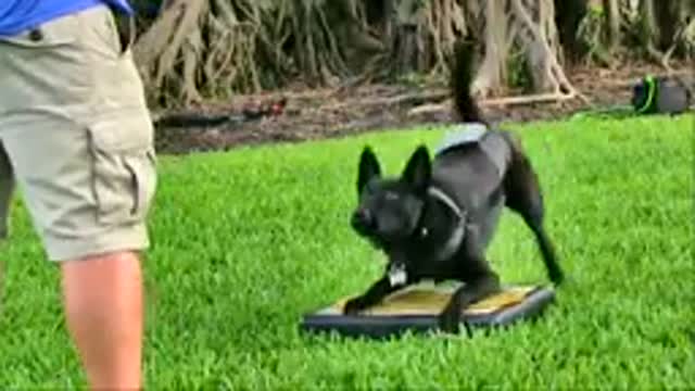 Teaching Dogs to Guard Objects and People