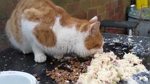 Hungry Stray Cat Visiting For Food