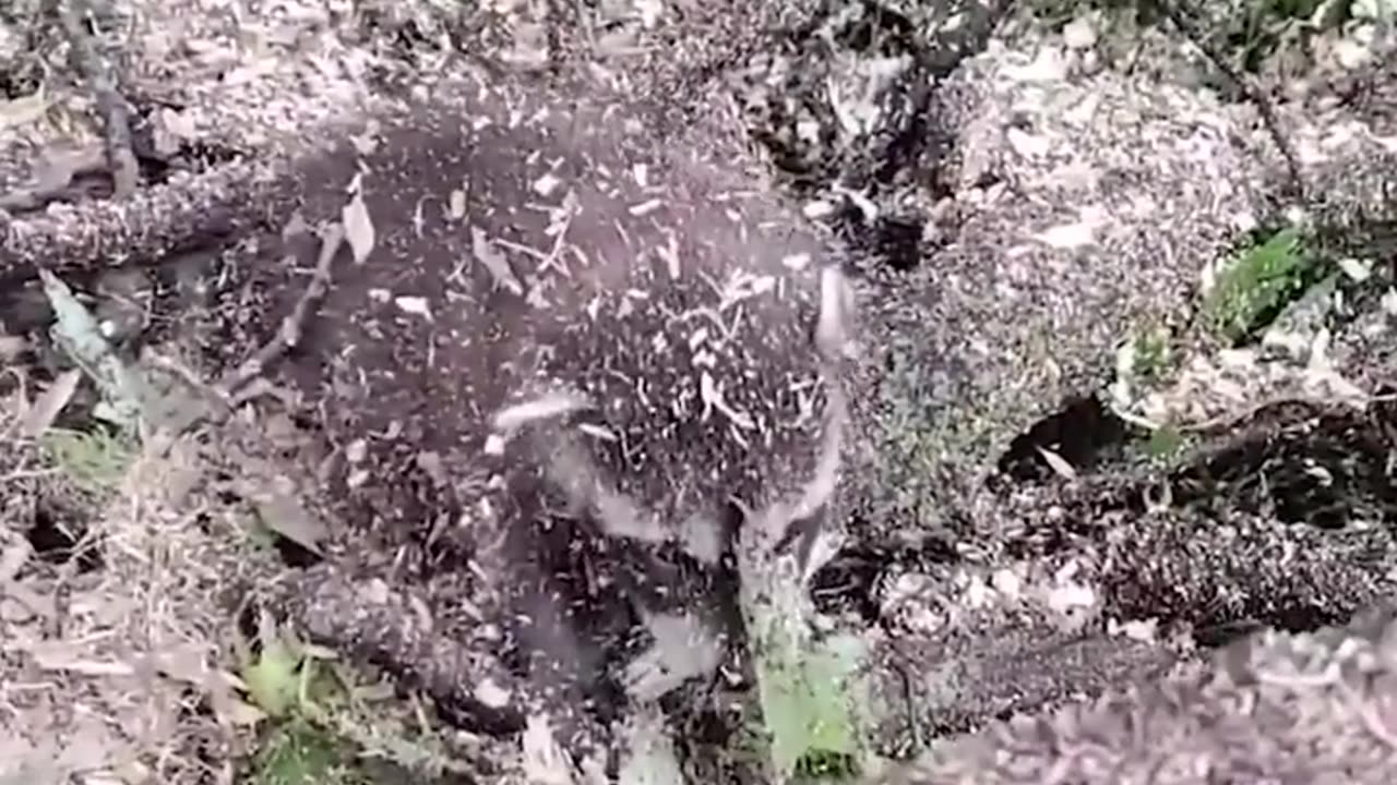 Baby raccoons get rescued from fallen tree just in time ❤️