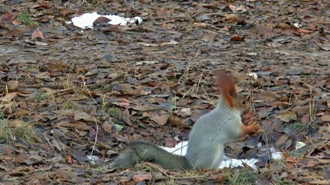 Squirrel eating nuts on the open area