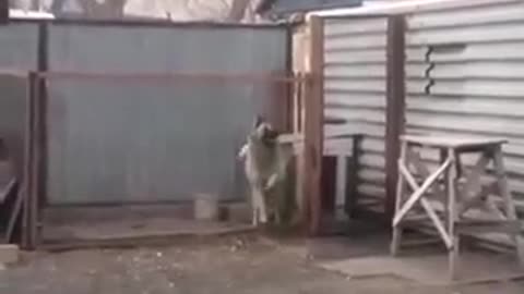 Собака танцует