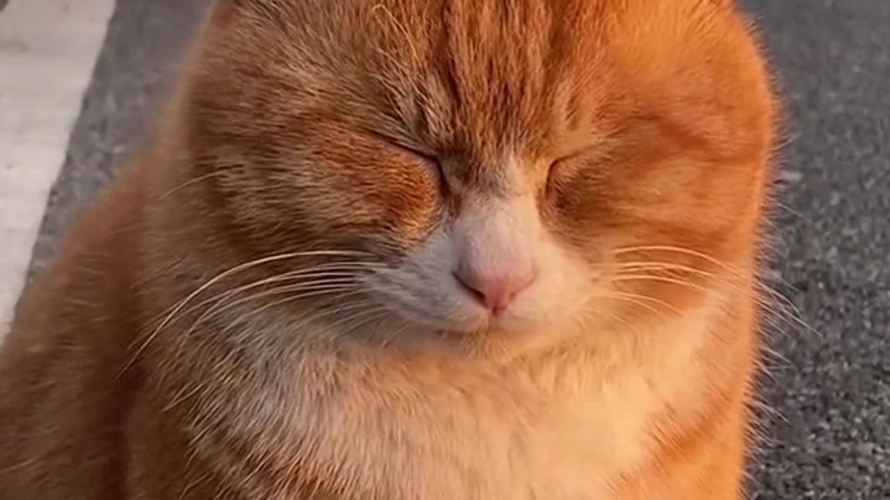 "Sleepy Cat Takes a Nap on the Road: Adorable Video Ahead!"