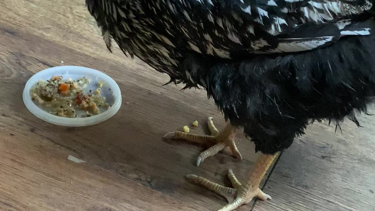 Lacy - Silver Laced Wyandotte getting a treat after soaking.