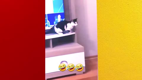 Cats funny video part-8🤣🤣🤣😍😍